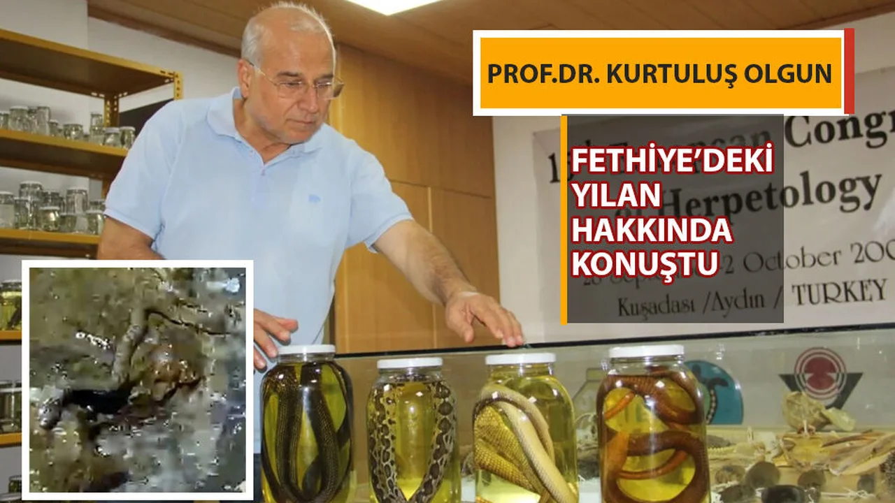 Fethiye'de denizde görülen yılanı inceledi