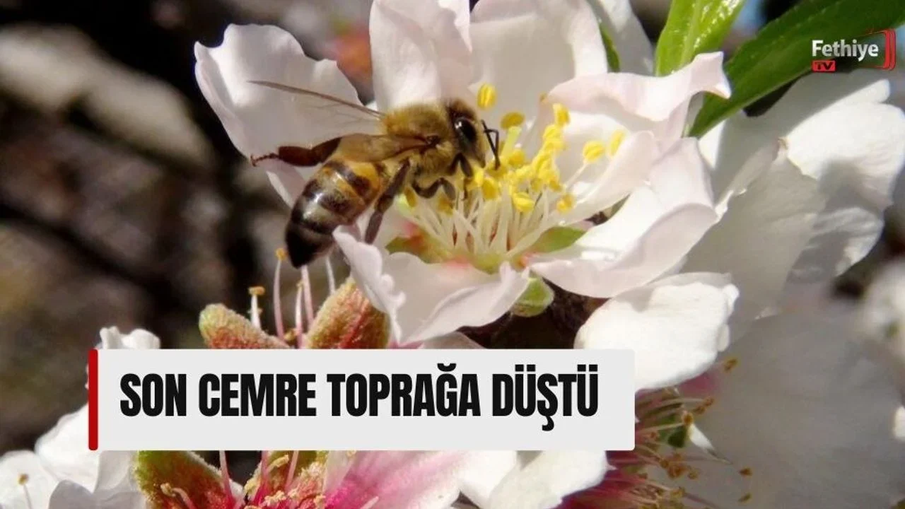 Son Cemre Toprağa Düştü