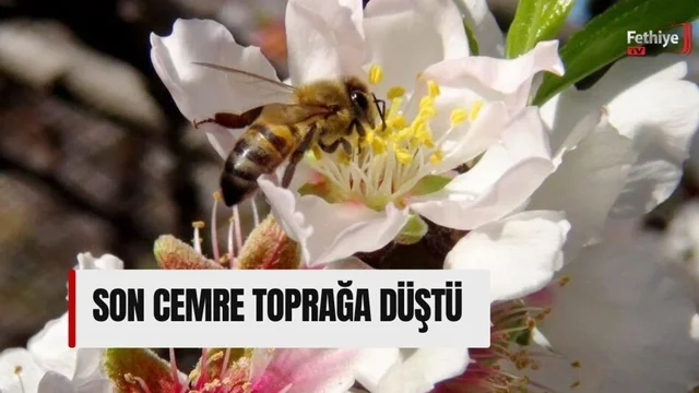 Son Cemre Toprağa Düştü