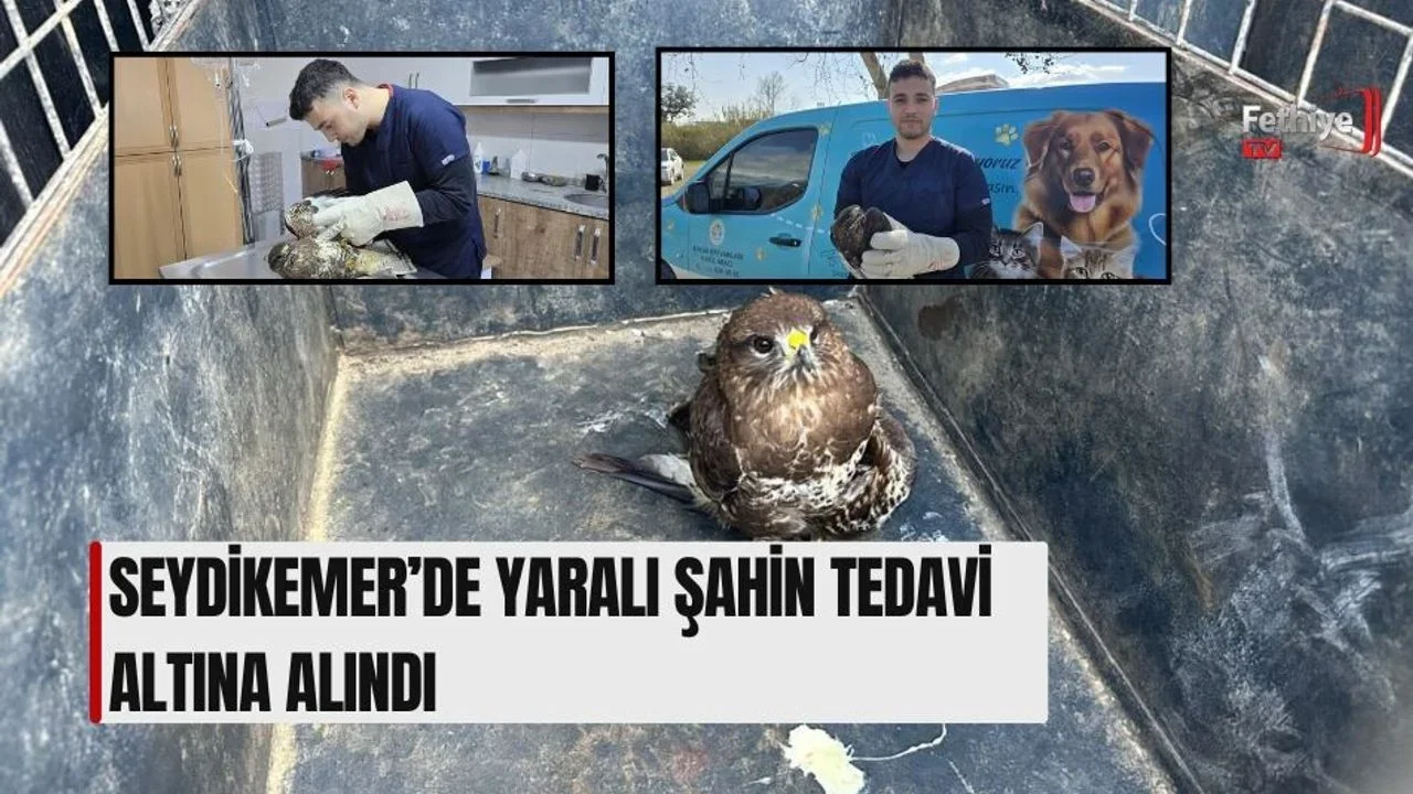 Seydikemer’de Yaralı Şahin Tedavi Altına Alındı