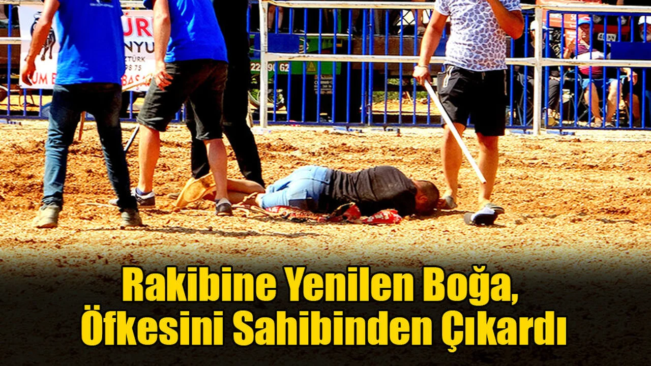 Arenanın Ortasında Yığılıp Kalan Boğacı, Hastaneye Kaldırıldı