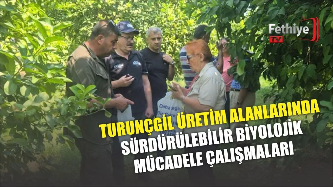 Muğla turunçgil üretim alanlarında biyolojik mücadele çalışmaları kapsamında yetkililer ve üreticiler saha incelemesi yapıyor.