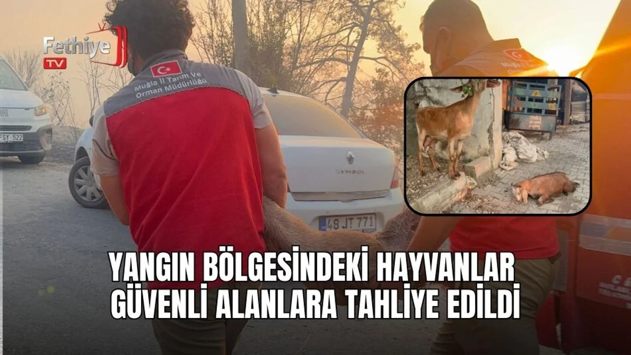 Yangın Bölgesindeki Hayvanlar Güvenli Alanlara Tahliye Edildi
