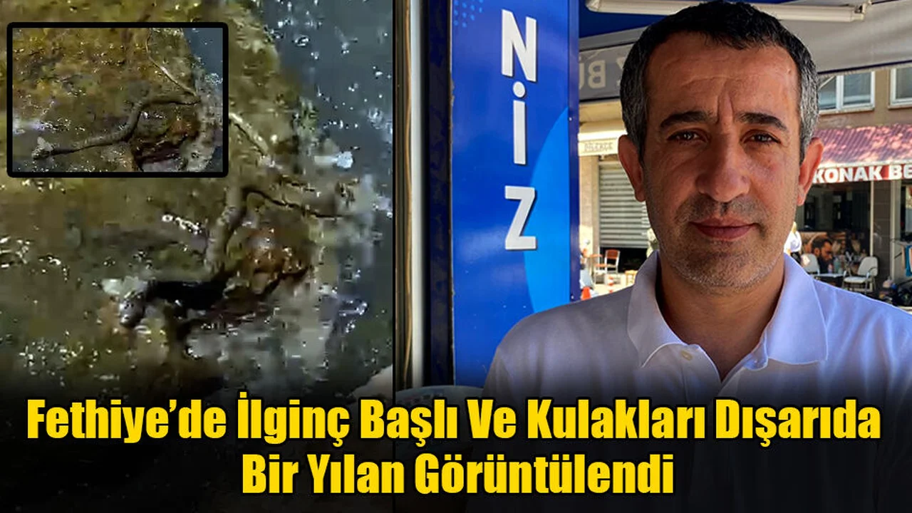 Fethiye'de Yaklaşık 2 Metre Uzunluğundaki Yılan Görenleri Şaşırttı