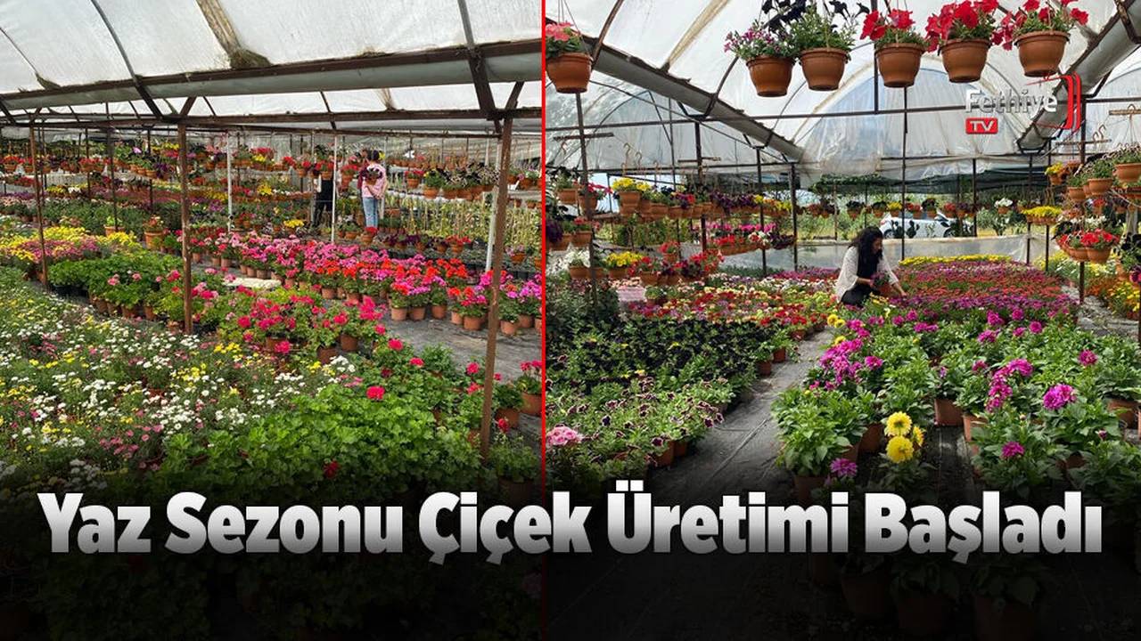 Yaz Sezonu Çiçek Üretimi Başladı