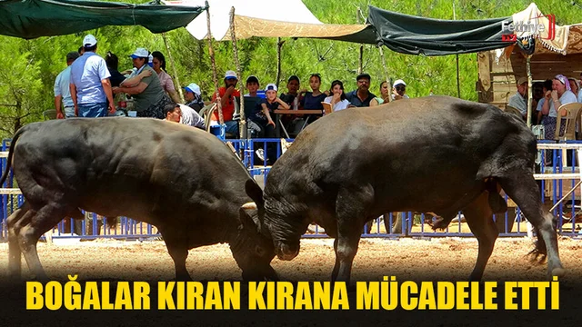 Boğalar Kıran Kırana Mücadele Etti