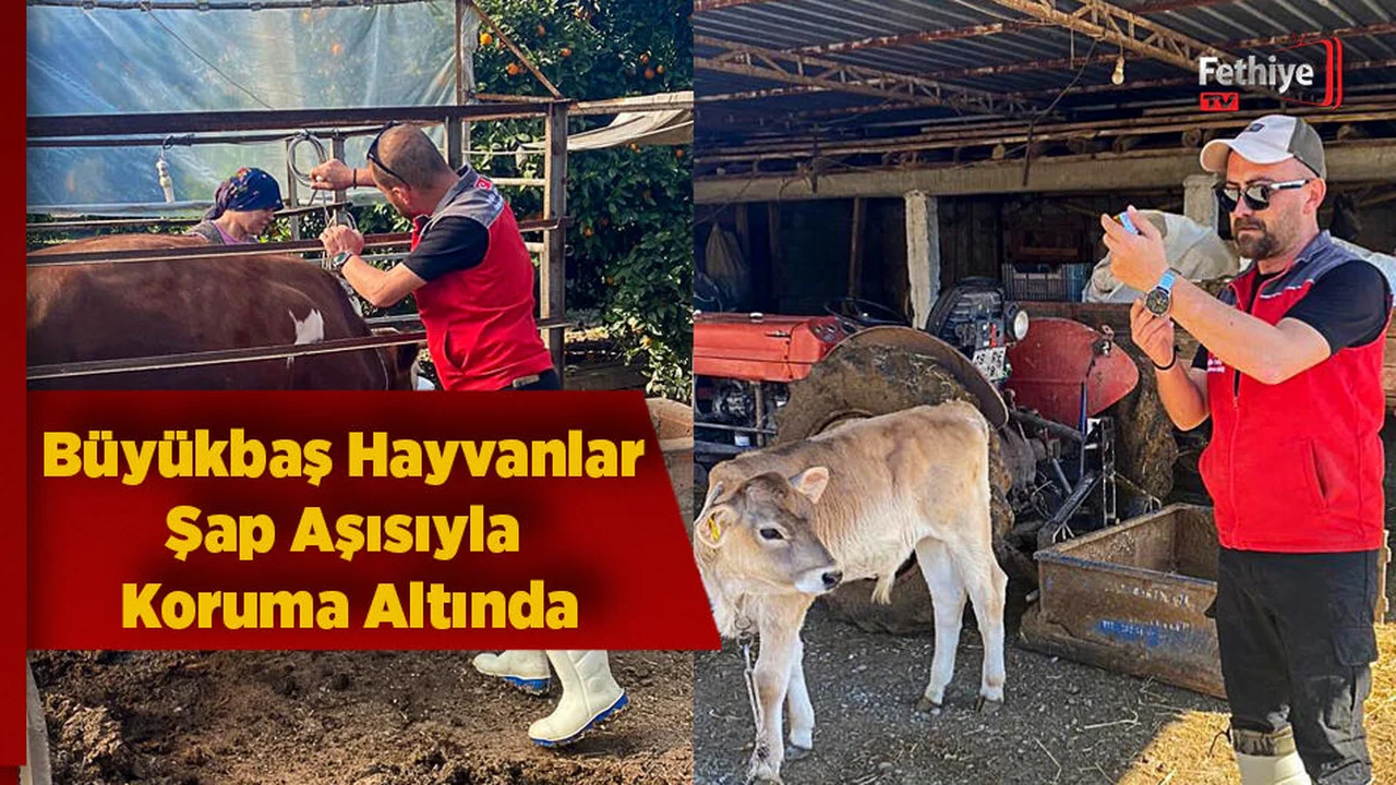 Büyükbaş Hayvanlar Şap Aşısıyla Koruma Altında