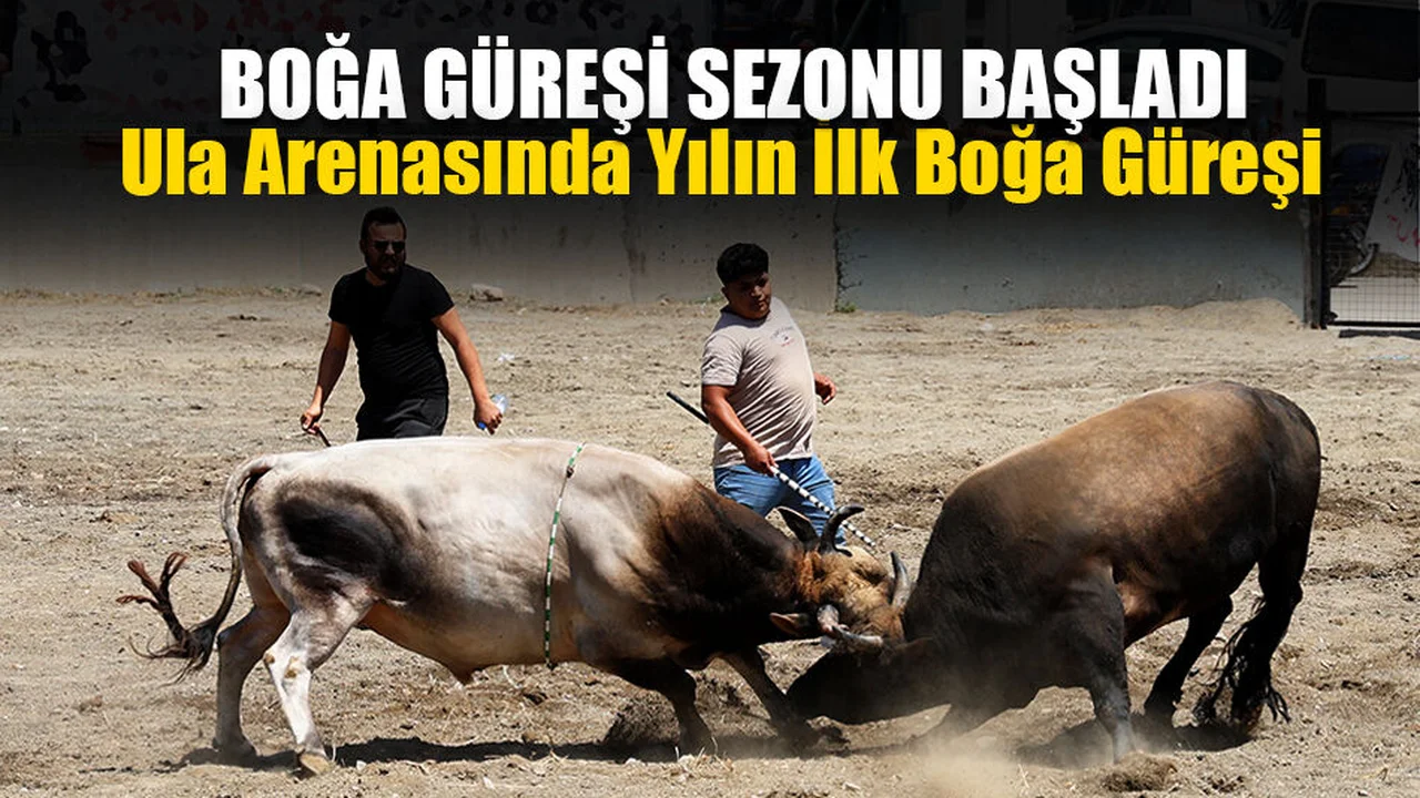 Ula Arenasında Yılın İlk Boğa Güreşi