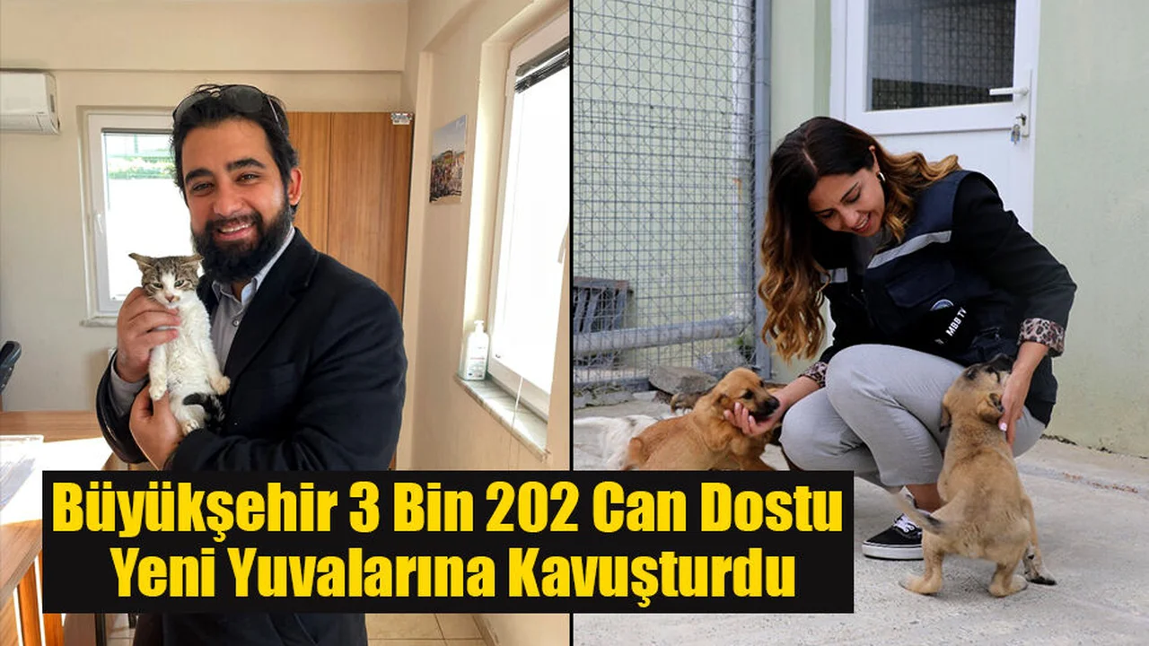 Büyükşehir 3 Bin 202 Can Dostu Yeni Yuvalarına Kavuşturdu