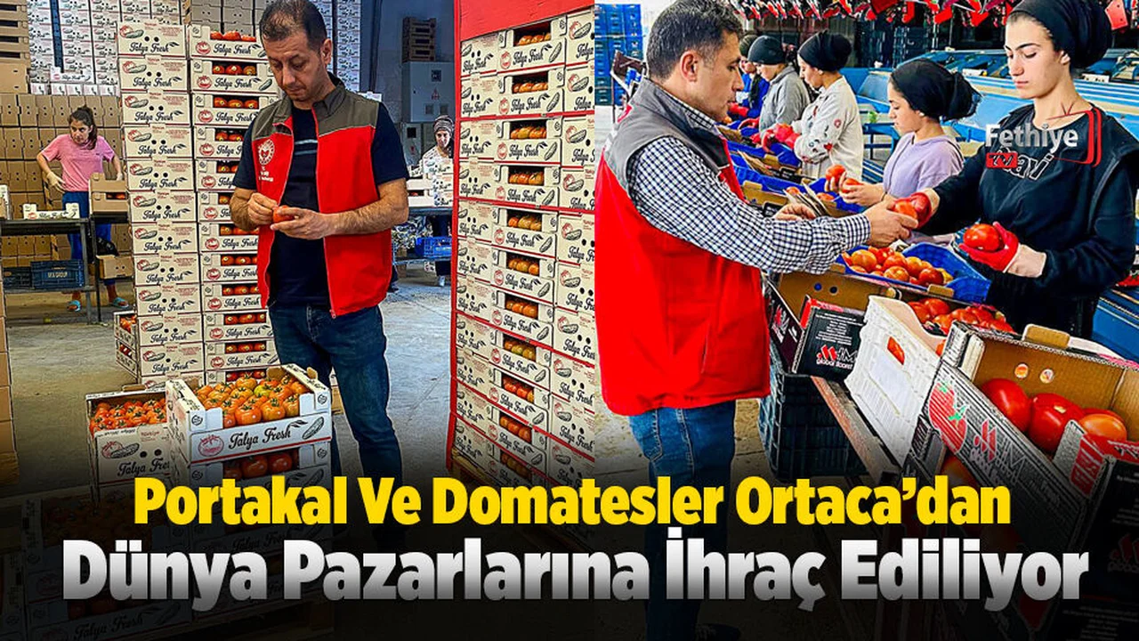 Portakal Ve Domatesler Ortaca’dan Dünya Pazarlarına İhraç Ediliyor