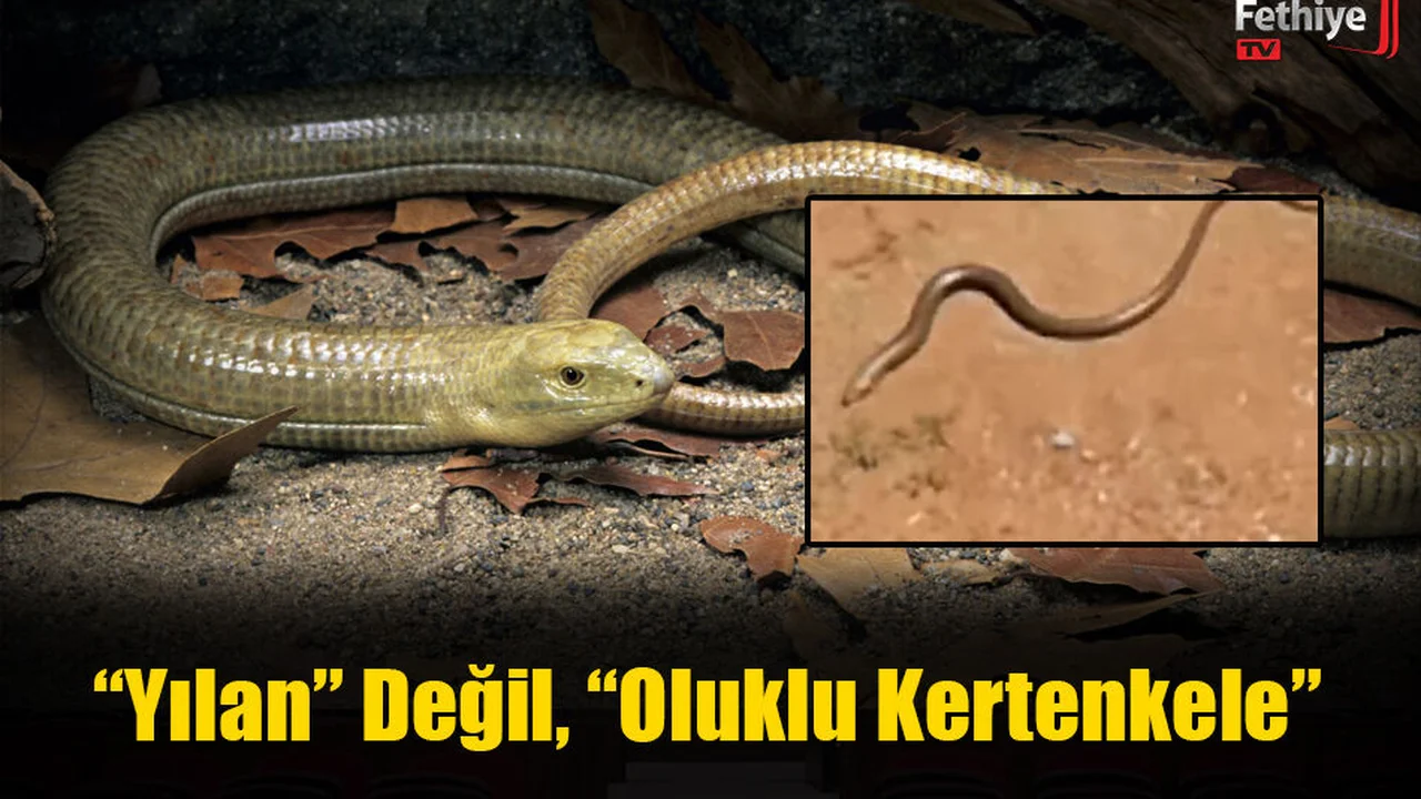 “Yılan” Değil, “Oluklu Kertenkele”