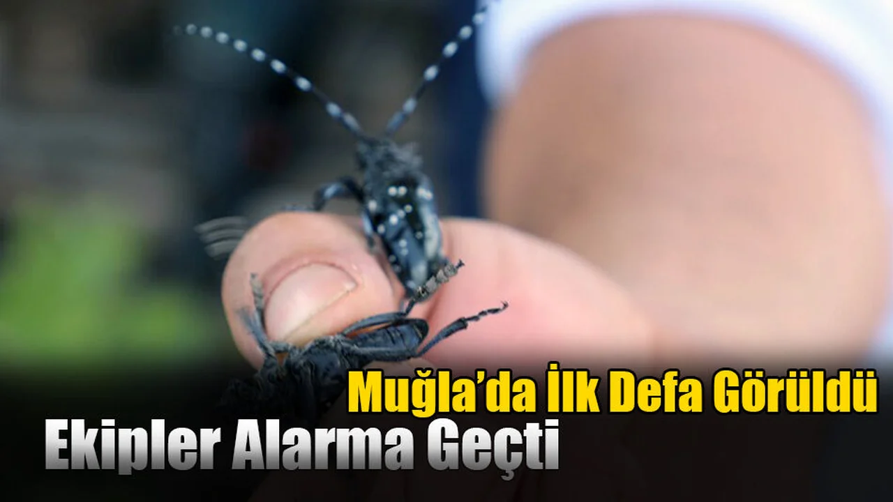 Muğla’da İlk Defa Görüldü