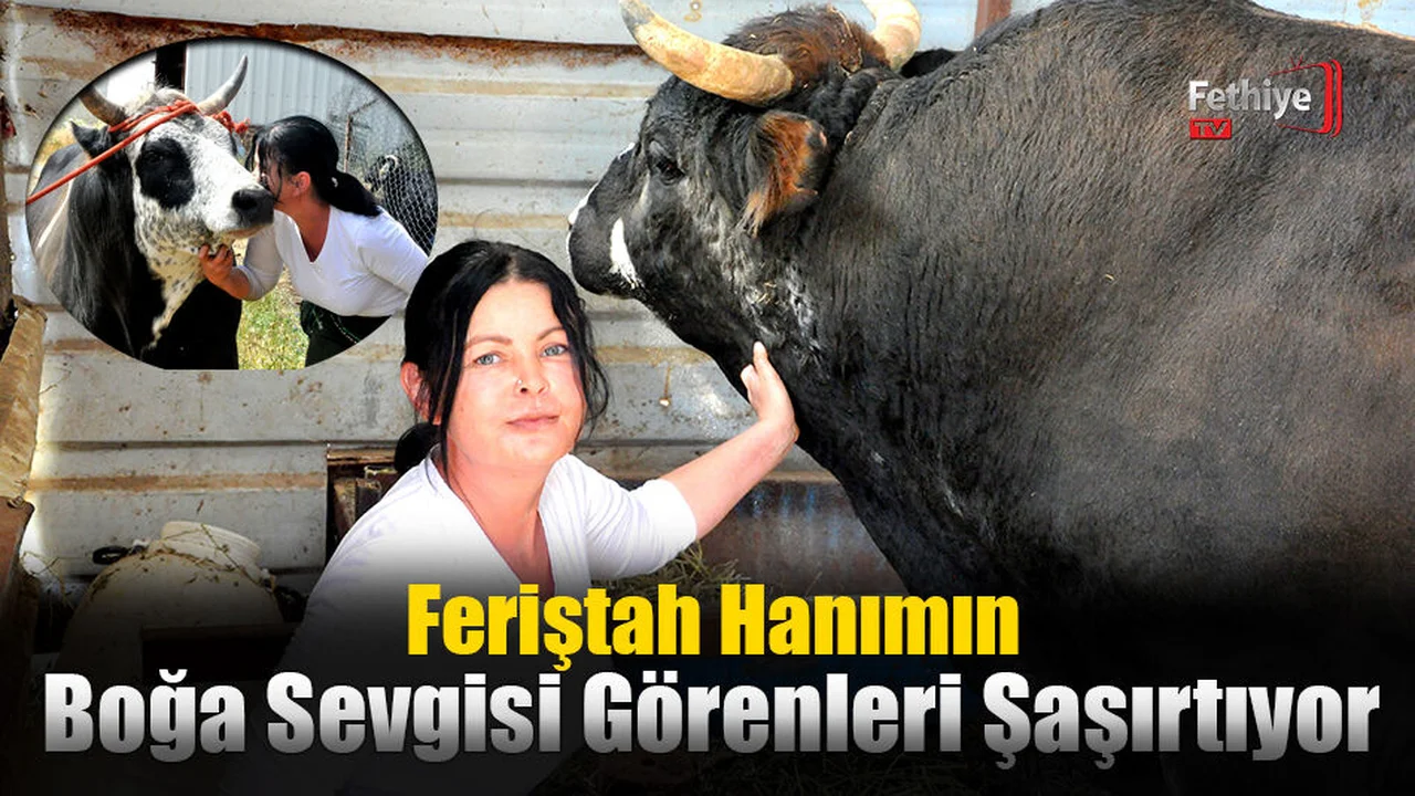 Güreşini Beğendiği Boğaya Yaklaşık 1 Milyon Lira Para Verip, Artvin'den Muğla'ya Getirdi
