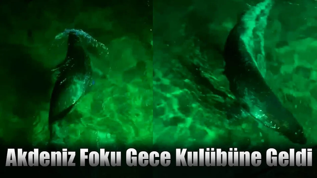 Akdeniz Foku Gece Kulübüne Geldi