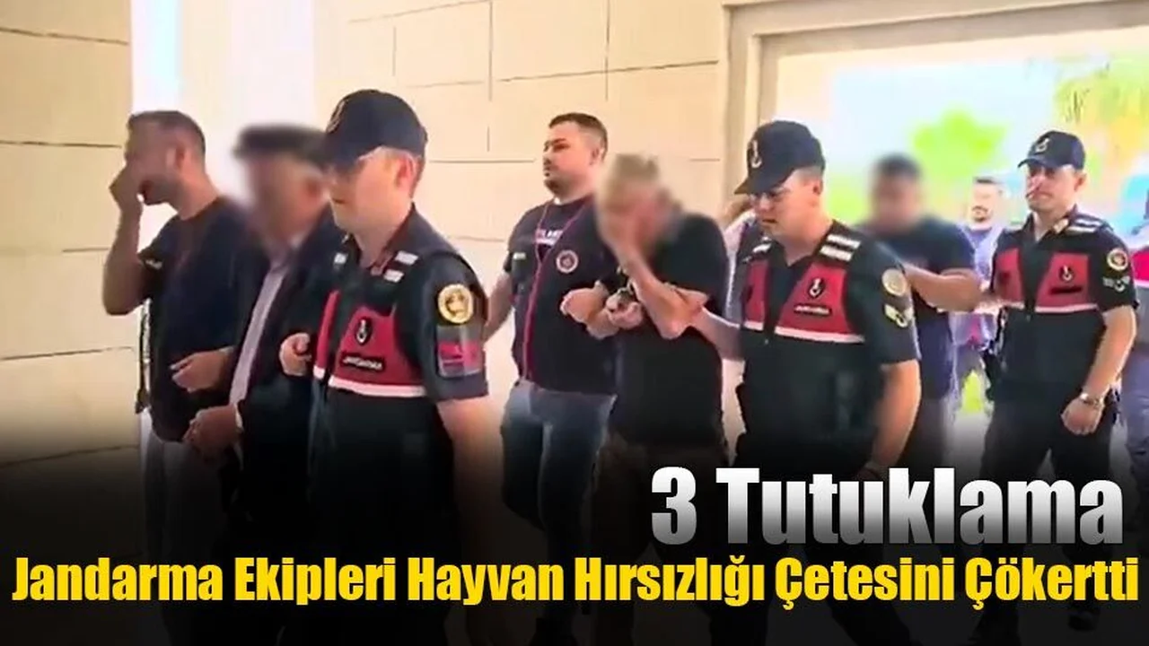 Jandarma Ekipleri Hayvan Hırsızlığı Çetesini Çökertti