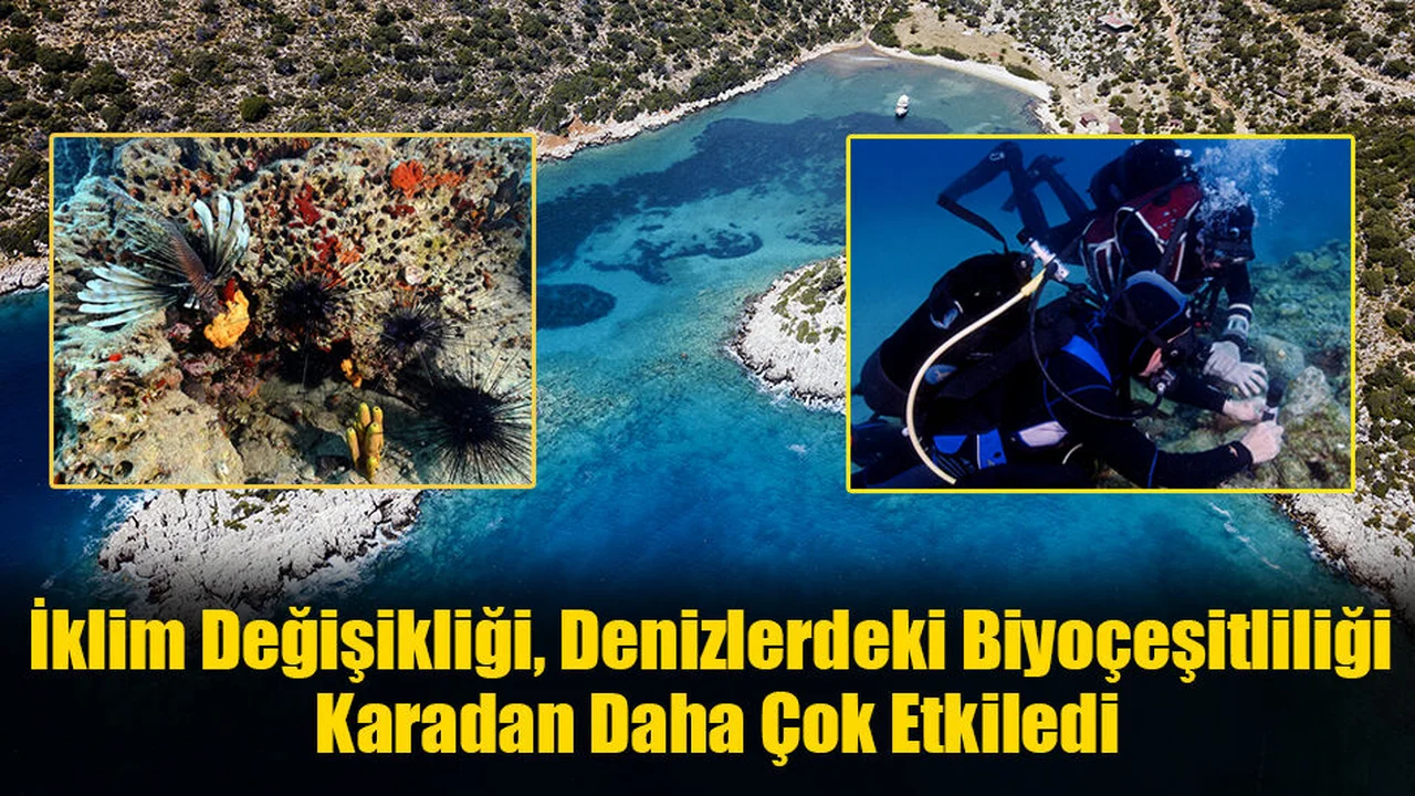 İklim Değişikliği, Denizlerdeki Biyoçeşitliliği Karadan Daha Çok Etkiledi