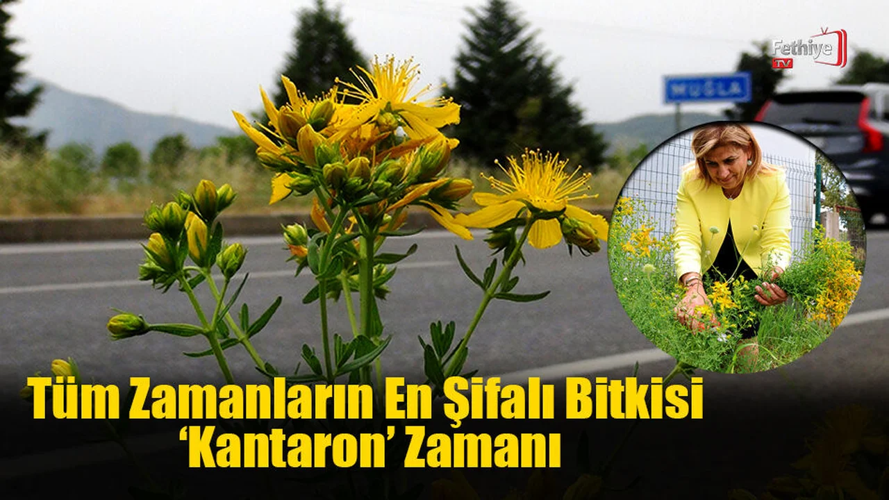 Tüm Zamanların En Şifalı Bitkisi ‘Kantaron’ Zamanı