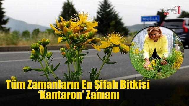 Tüm Zamanların En Şifalı Bitkisi ‘Kantaron’ Zamanı