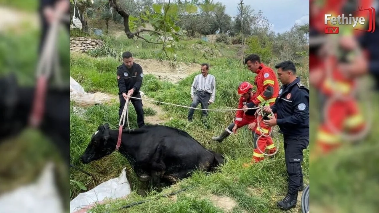 Seydikemer’de Arığa Giren İnek Kurtarıldı