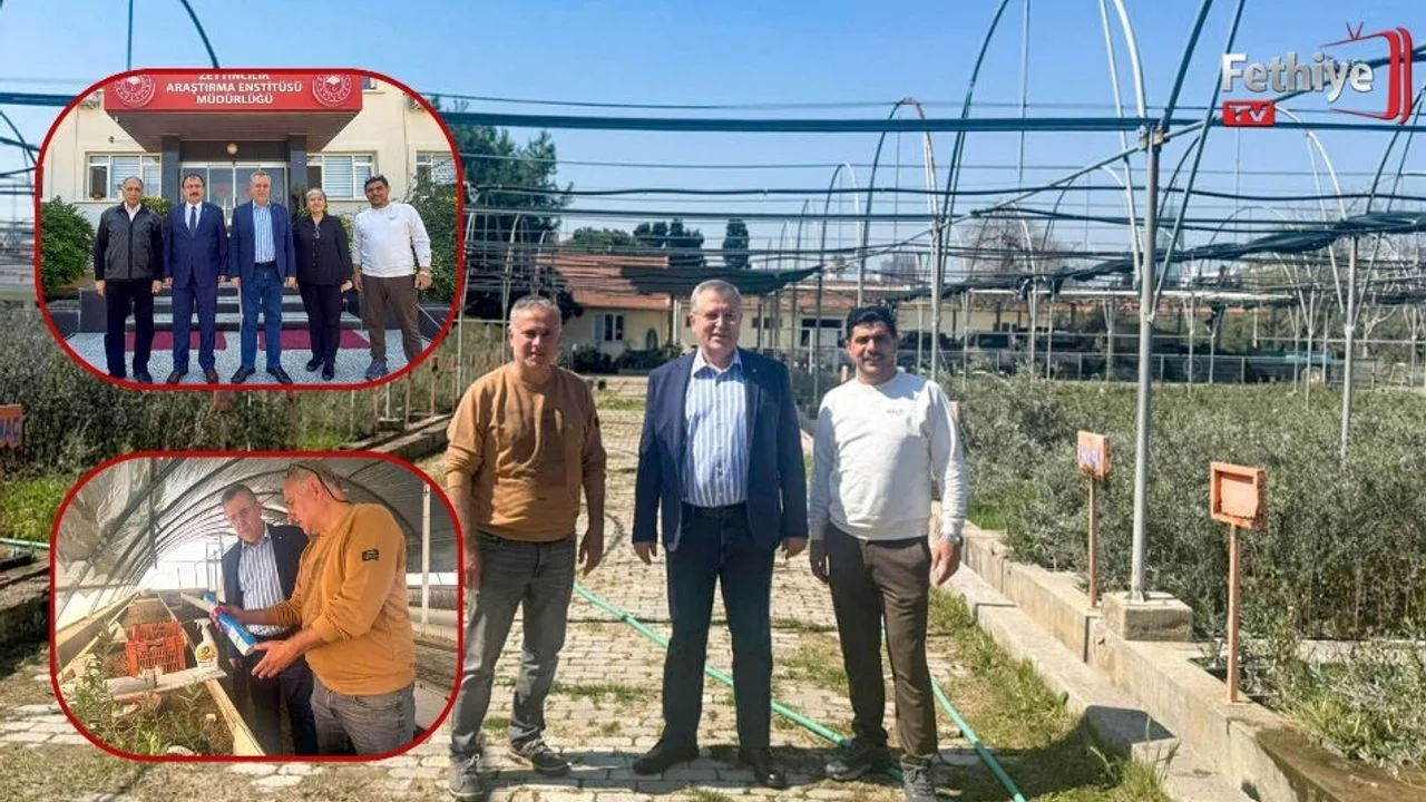 FTSO’dan ‘Fethiye Zeytinyağı’ İçin Coğrafi İşaret Adımı