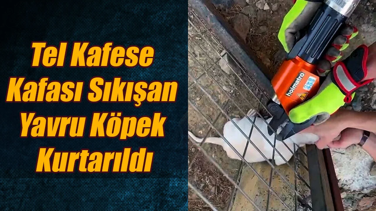 Tel Kafese Kafası Sıkışan Yavru Köpek Kurtarıldı