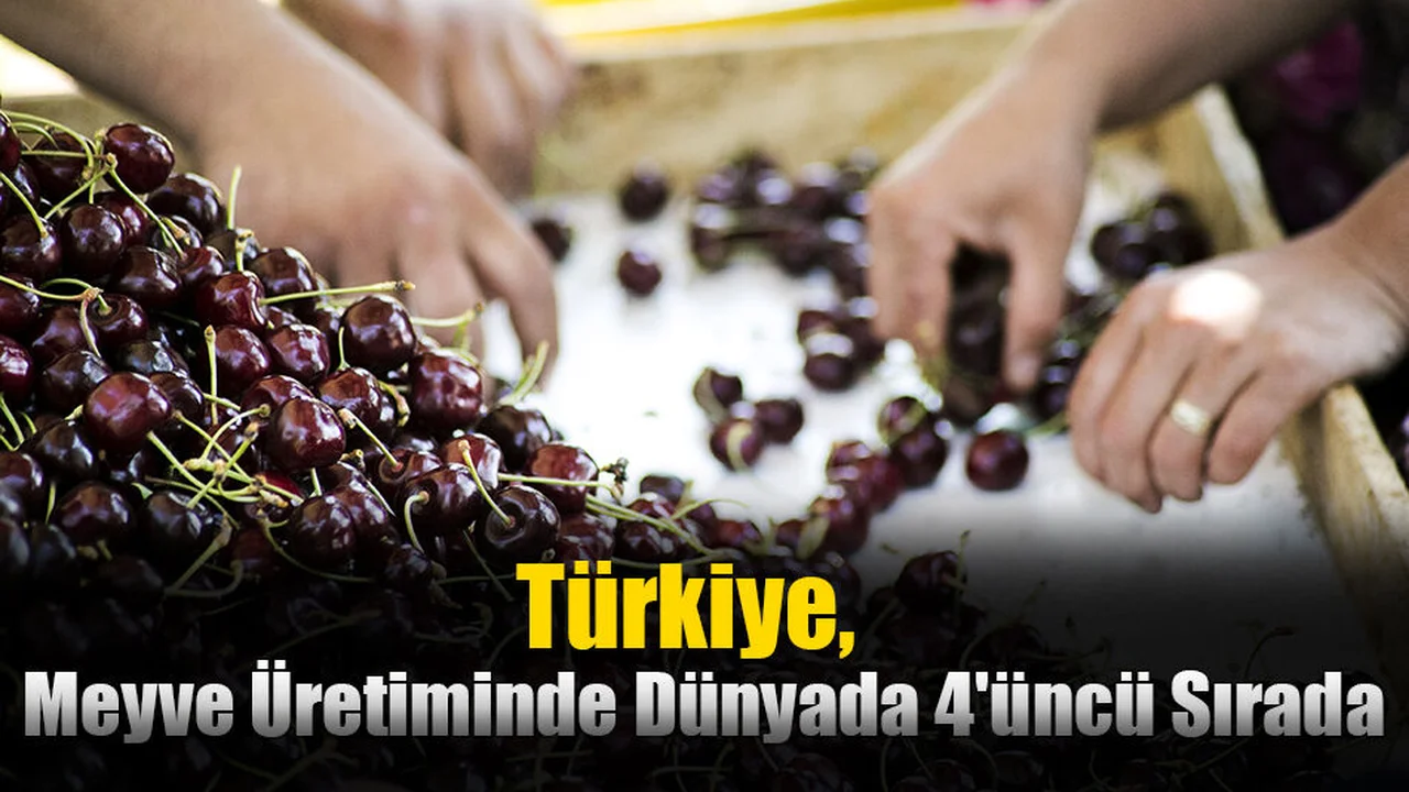 Türkiye, Meyve Üretiminde Dünyada 4'üncü Sırada