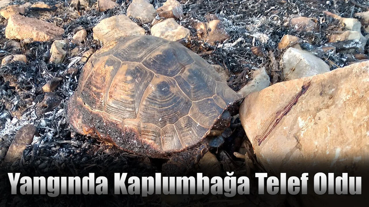 Yangında Kaplumbağa Telef Oldu