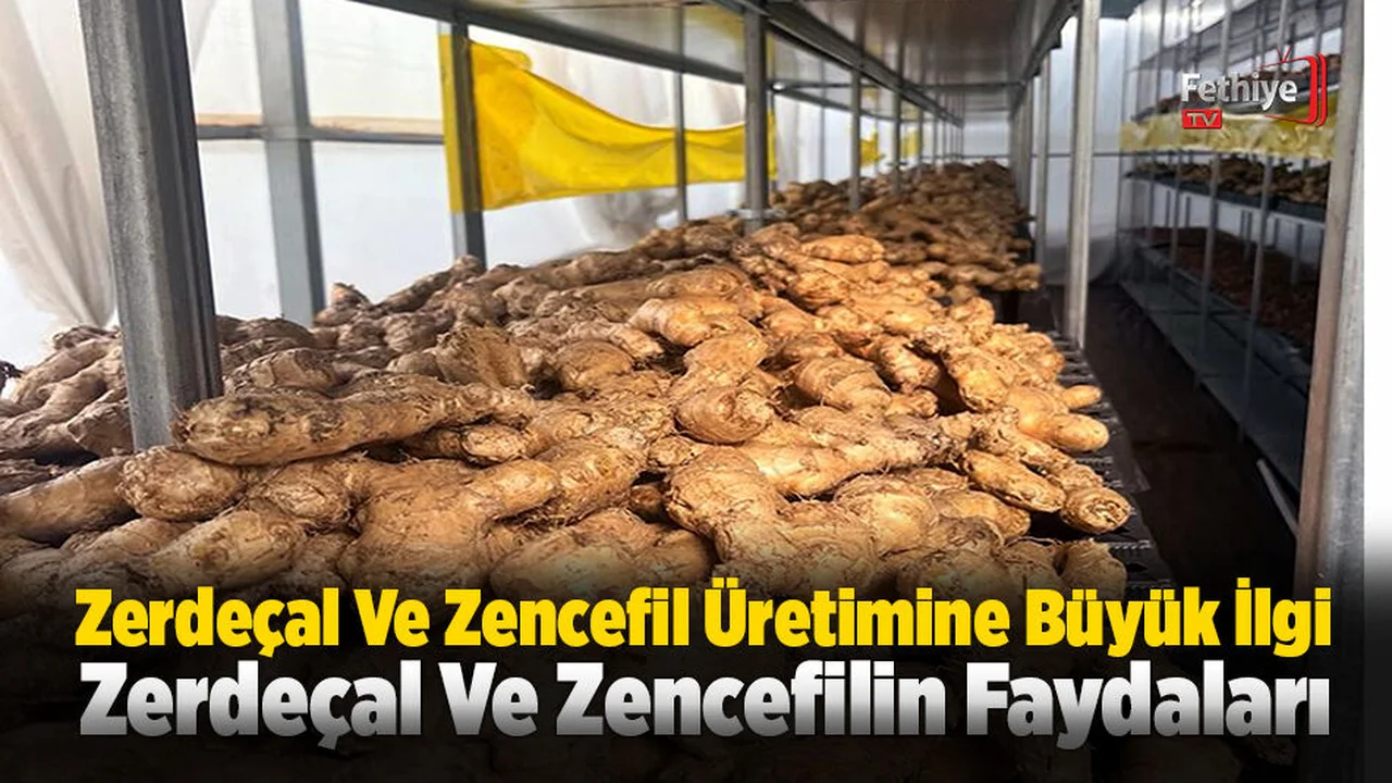 Zerdeçal Ve Zencefil Üretimine Büyük İlgi