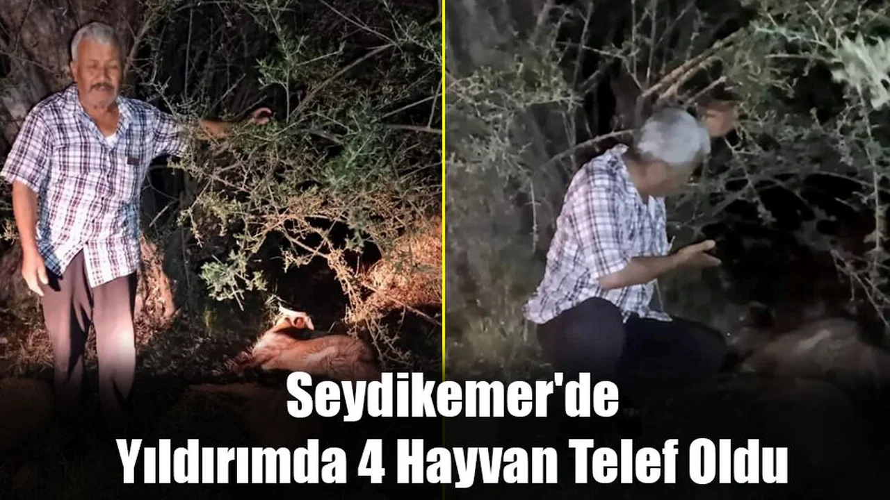 Seydikemer'de Yıldırımda 4 Hayvan Telef Oldu