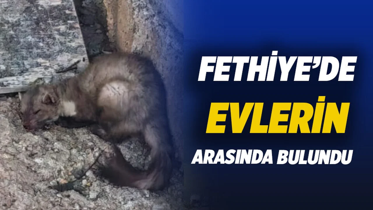 Kaya Sansarı Evlerin Arasında Bulundu