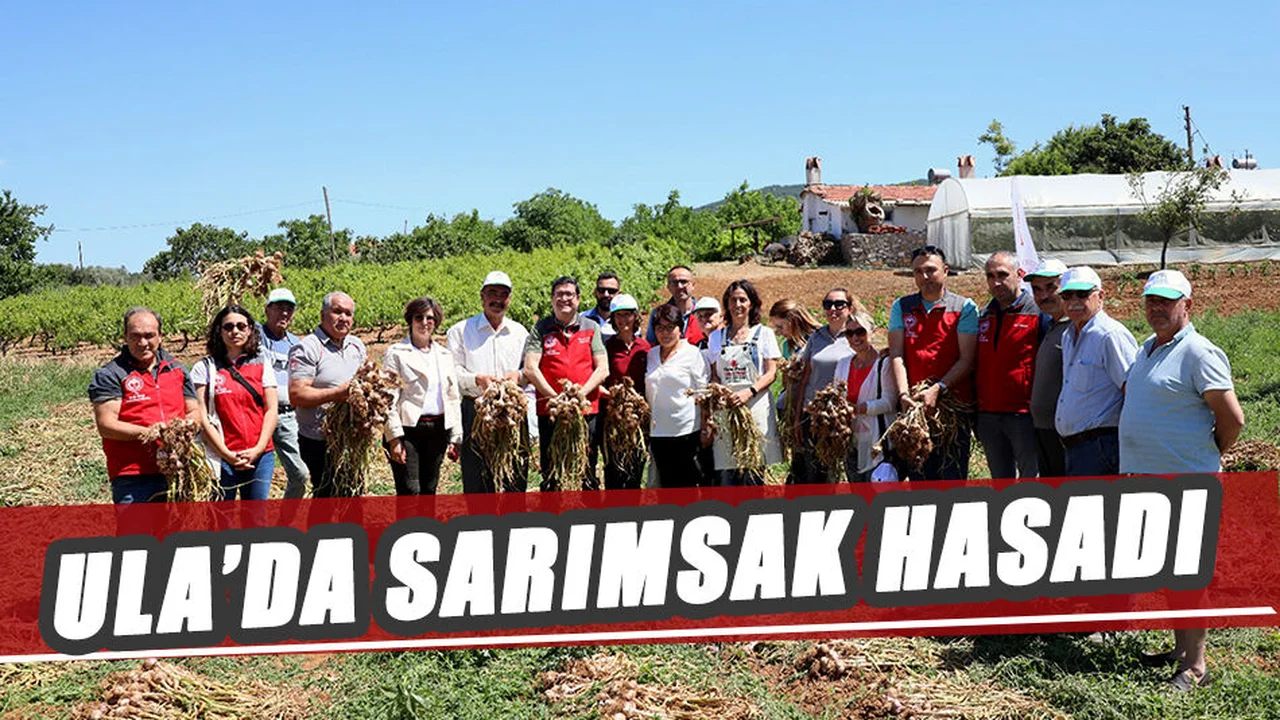 Ula’da Sarımsak Hasadı