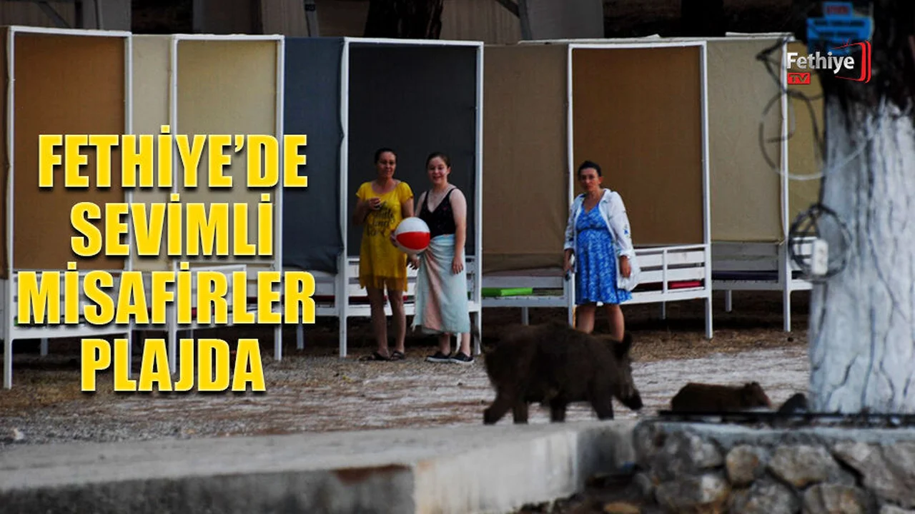 Fethiye'de Sevimli Misafirler Plajda