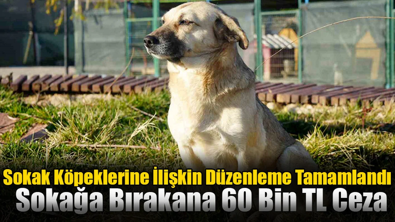Sokak Köpeklerine İlişkin Düzenleme Tamamlandı