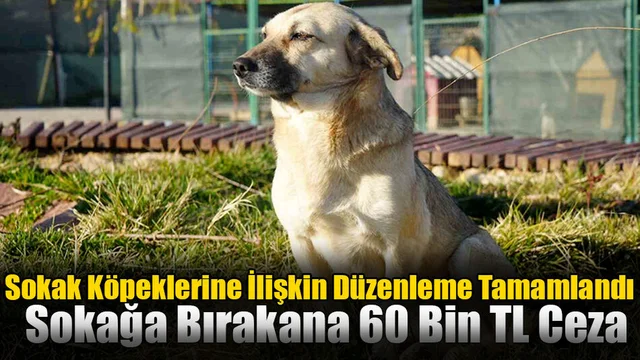 Sokak Köpeklerine İlişkin Düzenleme Tamamlandı