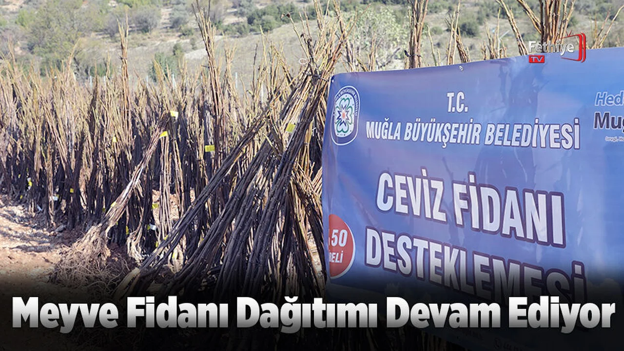 Meyve Fidanı Dağıtımı Devam Ediyor