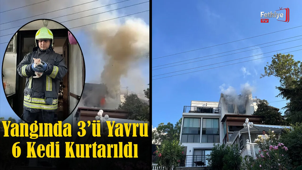 Ev Yangınından 6 Kedi Kurtarıldı