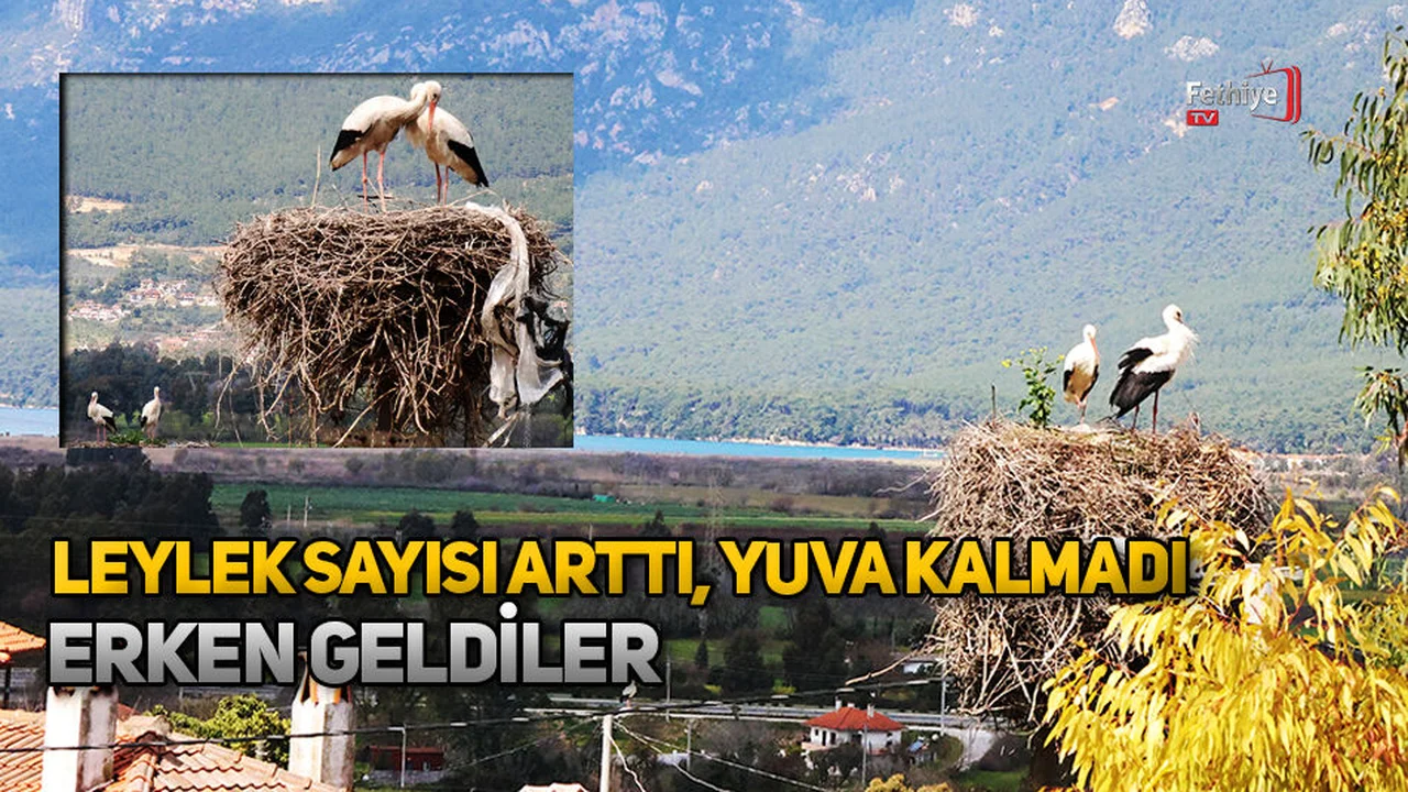 Leylek Sayısı Arttı, Yuva Kalmadı