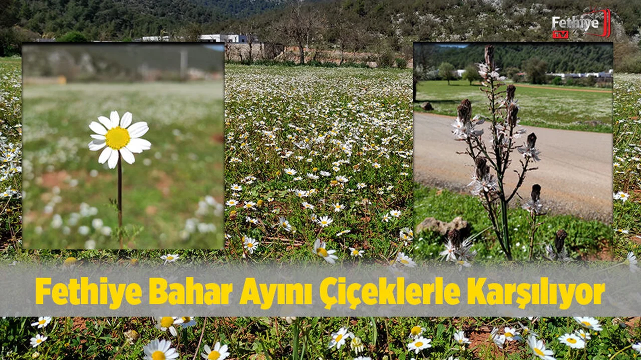Kayaköy’de Tarlalar Çiçeklerle Renklendi