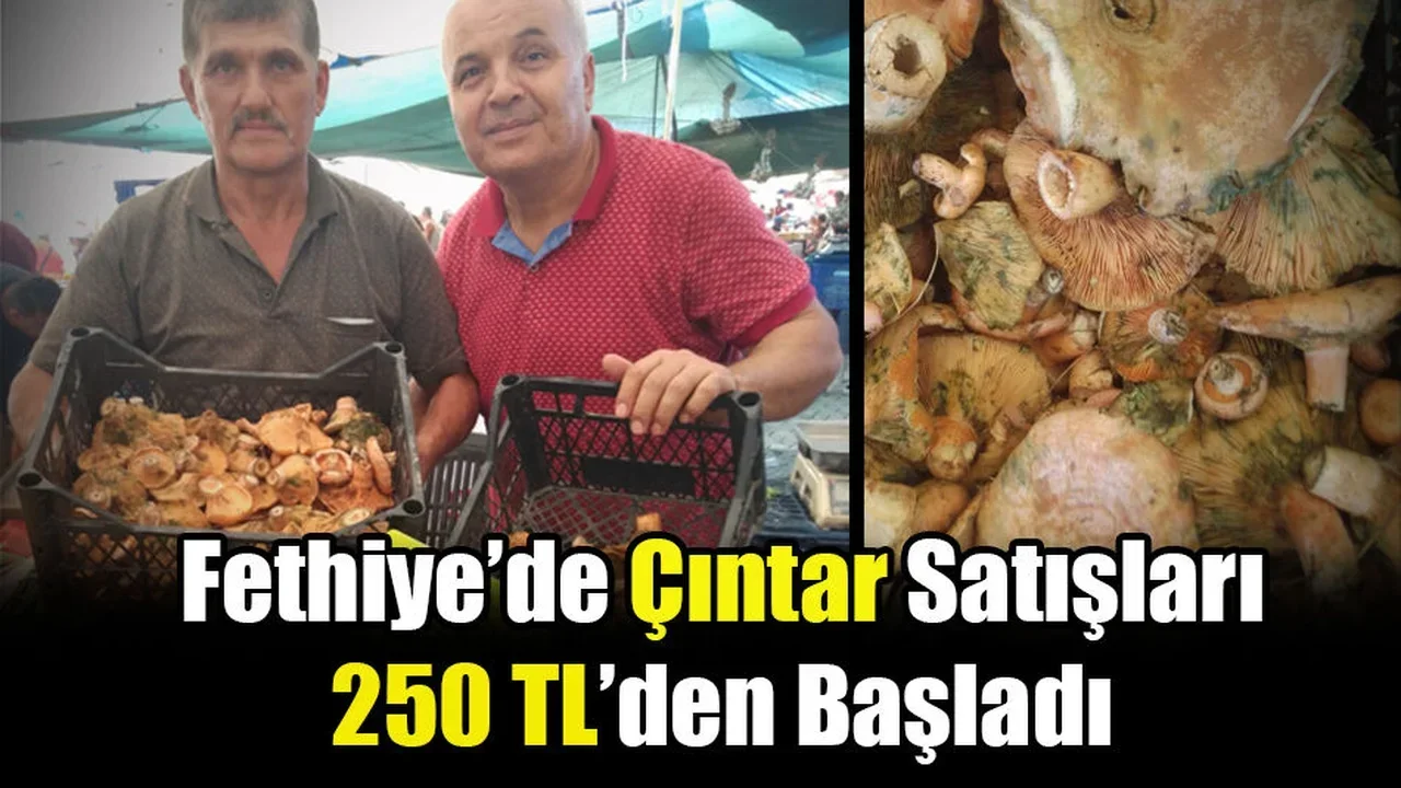 Fethiye’de Çıntar Satışları 250 TL’den Başladı
