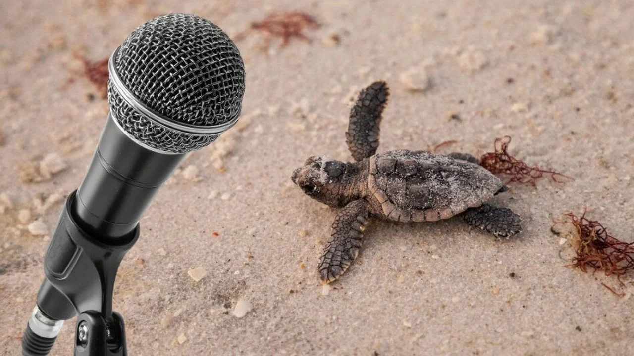 Çalış Sahili’nde Caretta Alarmı: Müzik Yayınına 819 Bin TL Ceza