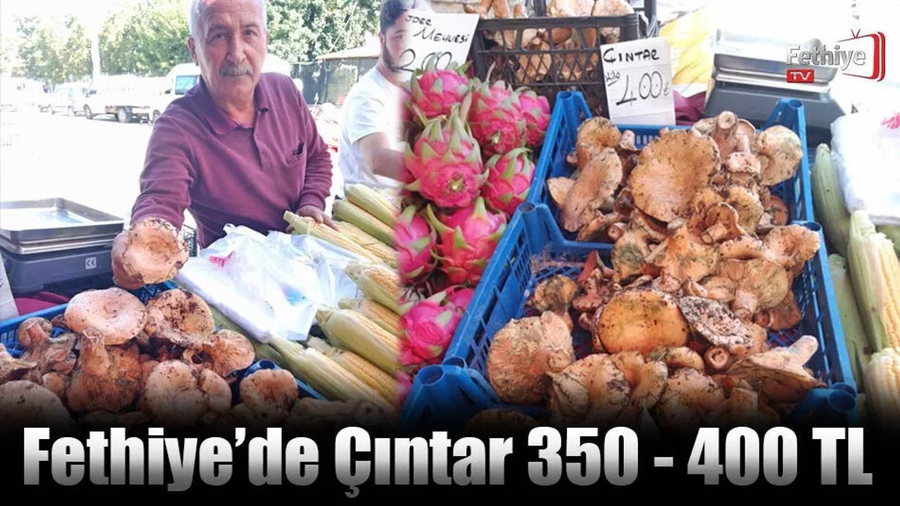 Fethiye’de Çıntar 350 - 400 TL