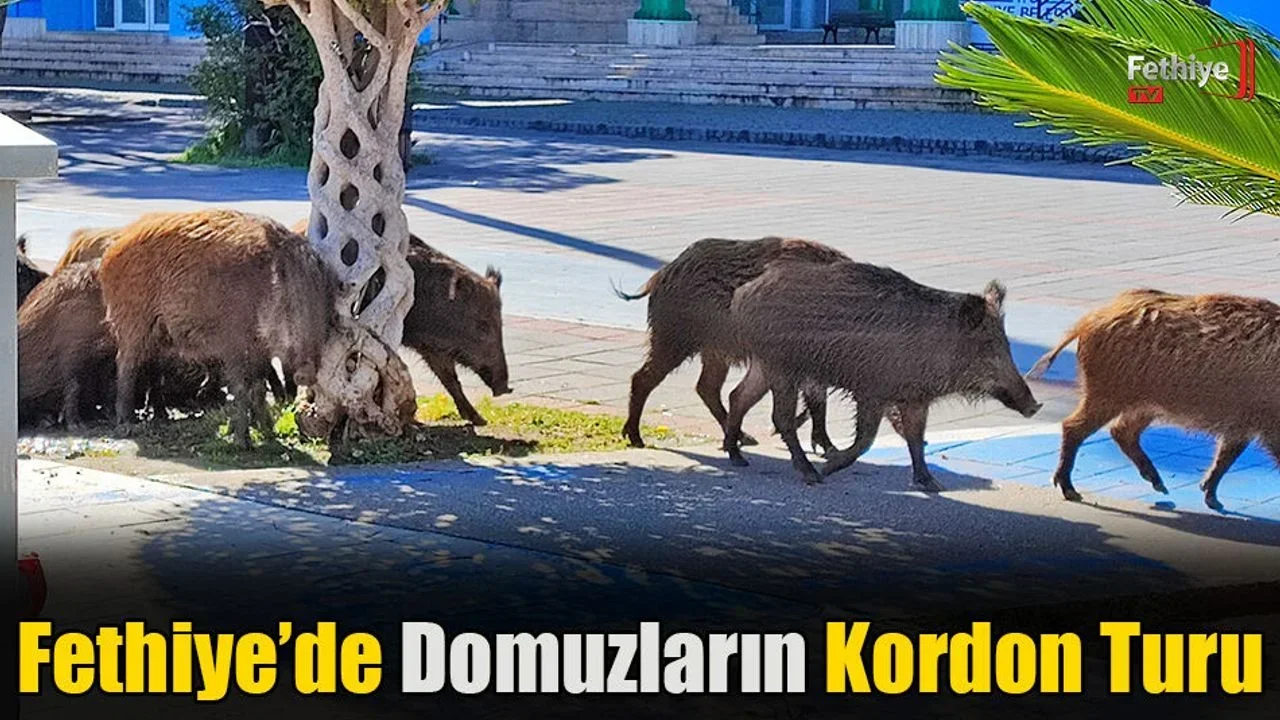 Fethiye’de Domuzların Kordon Turu