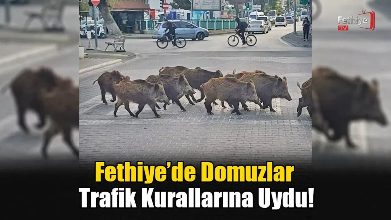 Fethiye’de Domuzlar Trafik Kurallarına Uydu!