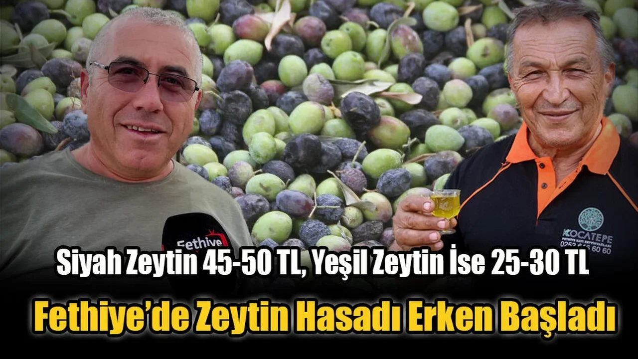 Fethiye’de Zeytin Hasadı Erken Başladı