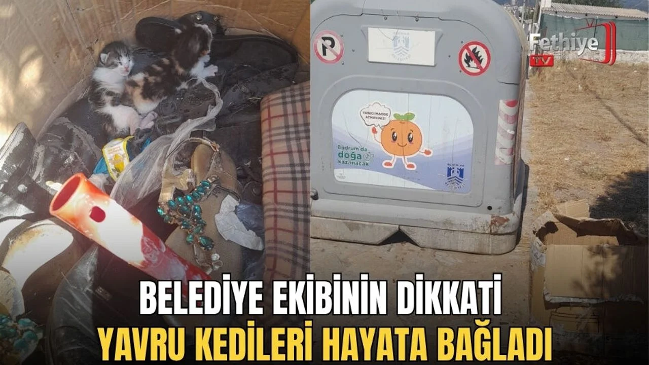 Belediye Ekibinin Dikkati Yavru Kedileri Hayata Bağladı