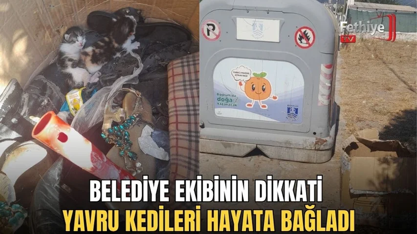 Belediye Ekibinin Dikkati Yavru Kedileri Hayata Bağladı