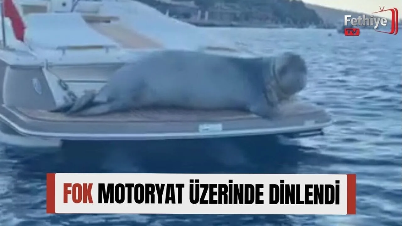Fok Motoryat Üzerinde Dinlendi