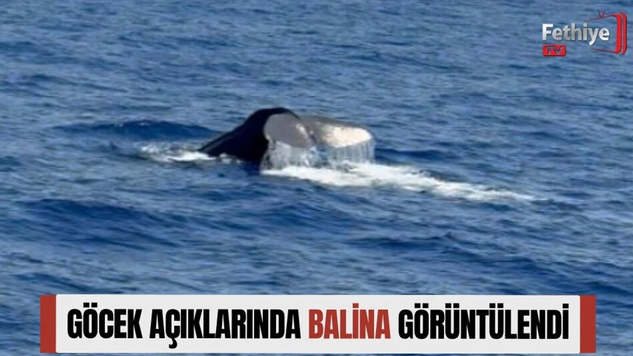 Göcek Açıklarında Balina Görüntülendi