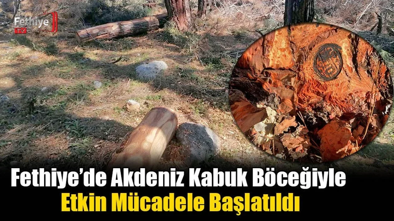 Fethiye’de Akdeniz Kabuk Böceğiyle Etkin Mücadele Başlatıldı