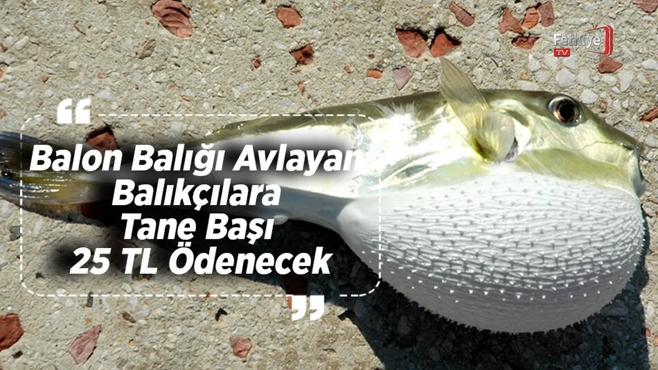 Balon Balığı Avlayan Balıkçılara Tane Başı 25 TL Ödenecek